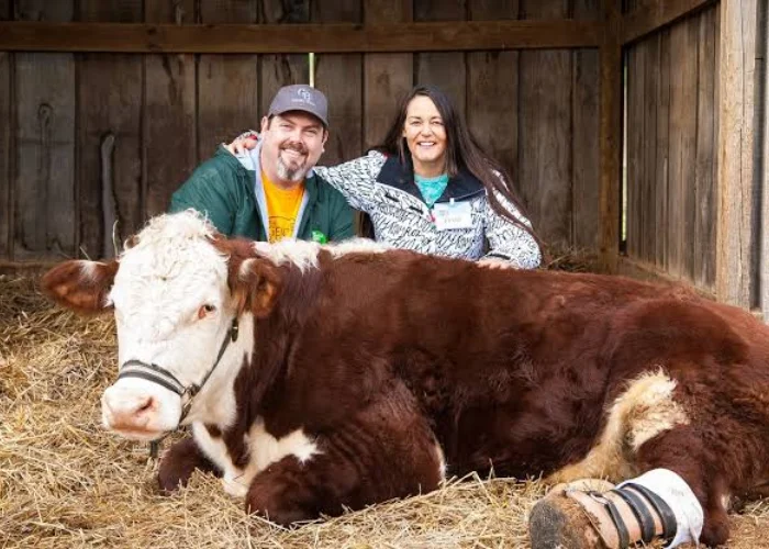 Things to Do in LA with Kids and Family 2 Gentle Barn